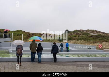 Im Ecomare in Texel Holland, einer Aufzucht Station für Seehunde Foto Stock