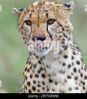 Cheetah (Acinonyx jubatus), ritratto, Maasai Mara Game Reserve, Kenya Foto Stock