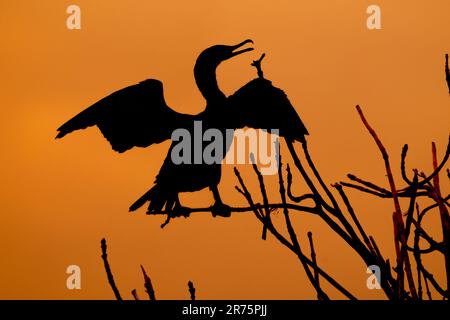 Un cormorano a doppia cresta arroccato su un ramo Foto Stock