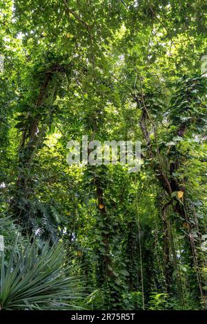 Nord America, Caraibi, grandi Antille, Isola di Hispaniola, Repubblica Dominicana, Santo Domingo, Giardino Botanico a Santo Domingo Foto Stock