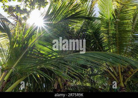 Nord America, Caraibi, grandi Antille, Isola di Hispaniola, Repubblica Dominicana, Costa del Nord, Provincia di Puerto Plata, Cabarete, natura Cabana, Sole splende attraverso un baldacchino di palme Foto Stock