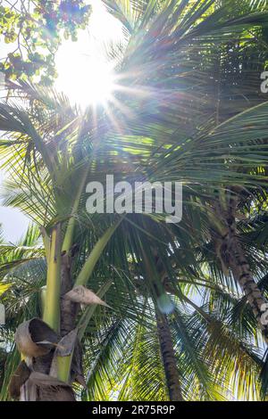 Nord America, Caraibi, grandi Antille, Isola di Hispaniola, Repubblica Dominicana, Costa del Nord, Provincia di Puerto Plata, Cabarete, natura Cabana, Sole splende attraverso un baldacchino di palme Foto Stock