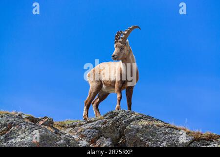 Stambecco alpino, stambecco Capra, in piedi di fronte al cielo blu, guardando la telecamera Foto Stock