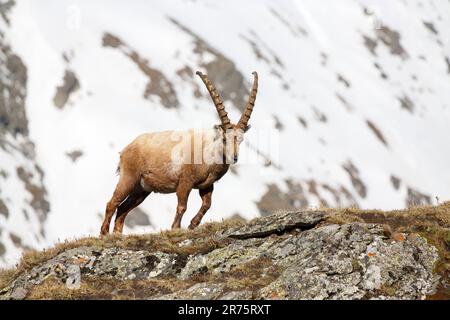 Stambecco alpino, stambecco Capra su una roccia di fronte alla montagna innevata Foto Stock