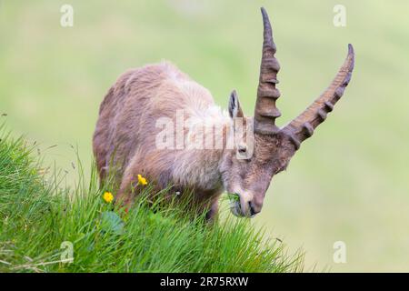 Stambecchi alpini, stambecchi Capra su pascoli di montagna, erba in bocca Foto Stock