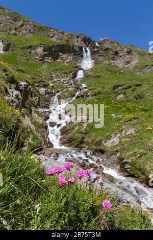 Cascata Nassfeld a Großglockner alta strada alpina, ruscello con fiori in primo piano Foto Stock