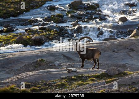 Stambecco alpino, Capra stambex è in piedi lateralmente davanti al ruscello, guardando nella telecamera Foto Stock