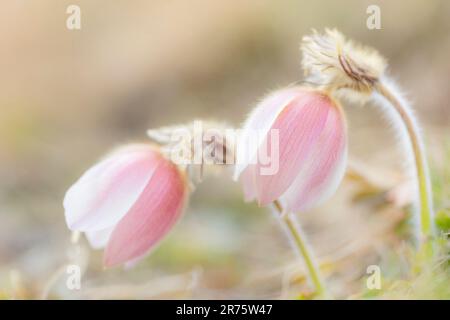 Primavera fiore pasque, Pulsatilla vernalis, primo piano, vista laterale Foto Stock