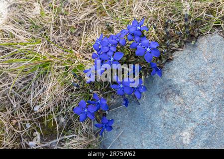 Genziana primaverile, Gentiana verna, primo piano dall'alto Foto Stock