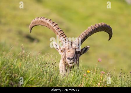 Stambecco alpino, Capra stambecco scopata dall'erba alta, frontale, guardando la telecamera Foto Stock