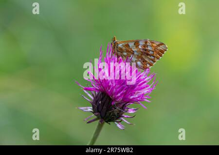 pastore's fritillary, Boloria pales sul cardo, primo piano, vista laterale Foto Stock