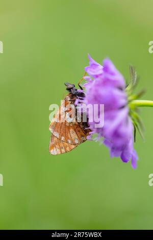 pastore's fritillary, Boloria Pales su scabiosa, primo piano, vista laterale Foto Stock