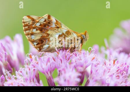 pastore's fritillary, Boloria Pales su scabiosa, primo piano, vista laterale Foto Stock