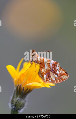 pastore's fritillary, Boloria Pales on arnica, primo piano, vista laterale Foto Stock