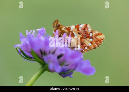 pastore's fritillary, Boloria Pales su scabiosa, primo piano, vista laterale Foto Stock