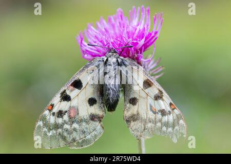 High alpine apollo, Parnassius phoebus sul cardo, primo piano, vista dorsale Foto Stock