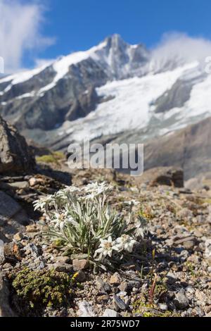 Alga alpina, Leontopodium nivale, alga, grandangolo, paesaggio alpino, Großglockner in background Foto Stock