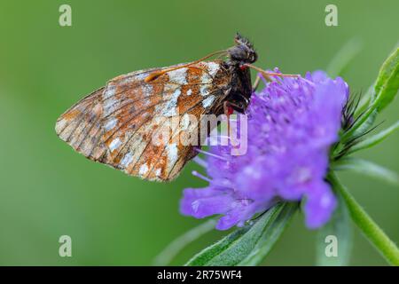 pastore's fritillary, Boloria Pales su scabiosa, primo piano, vista laterale Foto Stock