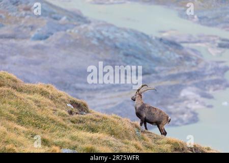 Stambecco su un prato di montagna a Großglockner Foto Stock