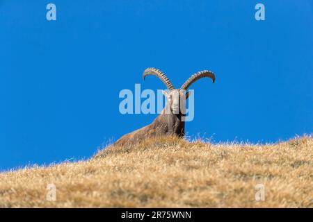 Stambecco alpino, stambecco Capra su prato autunnale di fronte al cielo blu, guardando la macchina fotografica Foto Stock