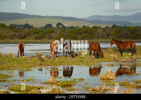 Cavalli selvatici (selvatici), zone umide del fiume Bot, Overberg, Sudafrica, Foto Stock
