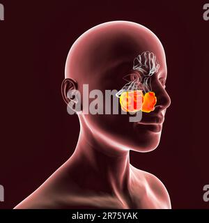 Seni paranasali umani, illustrazione al computer. I seni sono spazi riempiti d'aria rivestiti da membrana nelle ossa del viso. I seni frontali sono ABO Foto Stock