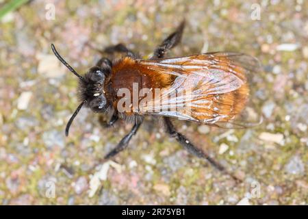 Ape da miniera bruno, ape di sabbia, Andrena fulva, ape selvatica Foto Stock