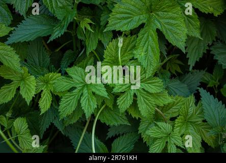 Primo piano di verde Hop foglie sfondo modello, sfondo naturale e carta da parati. Un muro di luppolo selvaggio lascia sfondo. Sfondo birra Foto Stock