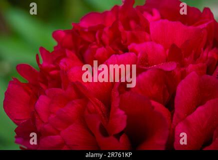 Fiore di Peonia rossa. Sfondo astratto di petali rossi. Fiore di peonia rossa, primo piano con messa a fuoco selettiva e sfondo sfocato. Singola testa di peonia lussureggiante, c Foto Stock