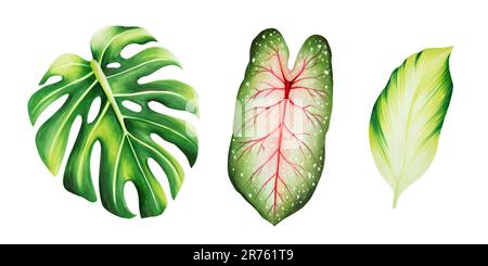 Set acquerello di realistiche foglie tropicali. Illustrazione di monstera, foglia di caladio isolato su sfondo bianco. Bel Flo botanico dipinto a mano Foto Stock