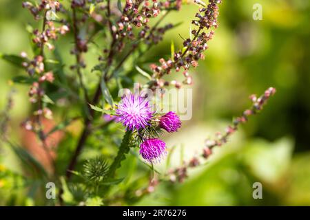 Il fiore di Thistle fiorisce nel giardino selvaggio. Foto scattata in una giornata di sole, sfondo splendidamente sfocato. Foto Stock