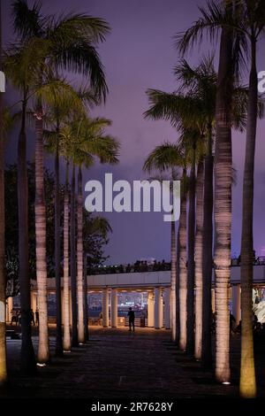 Hong Kong, Cina - Aprile 2023: Alte palme sul lungomare di Tsim Sha Tsui Foto Stock