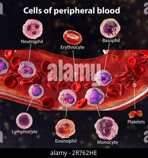 Flusso sanguigno. Illustrazione del computer che mostra diversi tipi di cellule del sangue, eritrociti, neutrofili, monociti, basofili, eosinofili, linfociti e pl Foto Stock