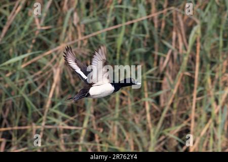 Anatra tufted o pochard tufted (Aythya fuligula), una piccola anatra subacquea, osservata a Gajoldaba nel Bengala Occidentale, India Foto Stock