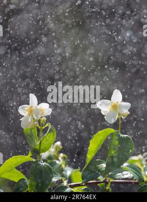 Potsdam, Germania. 13th giugno, 2023. Un impianto sprinkler spruzza acqua sui fiori e sulle foglie di un Philadelphus (tubatura) nel Giardino Marly del Parco del Palazzo Sanssouci. Credit: Soeren Stache/dpa/Alamy Live News Foto Stock