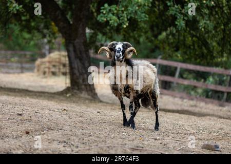 Una pecora bianca che corre in un verde prato con un bel paesaggio sullo sfondo Foto Stock