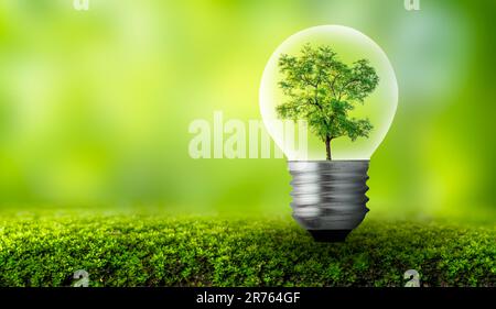 La lampadina si trova all'interno con le foglie e la foresta di alberi vengono alla luce. Concetti di conservazione ambientale e il riscaldamento globale impianto g Foto Stock