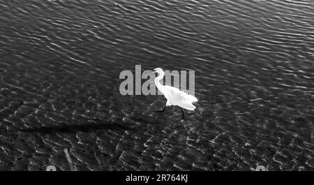 Heron bianco sulle rive del fiume Gilao nella città di Tavira, Portogallo Foto Stock