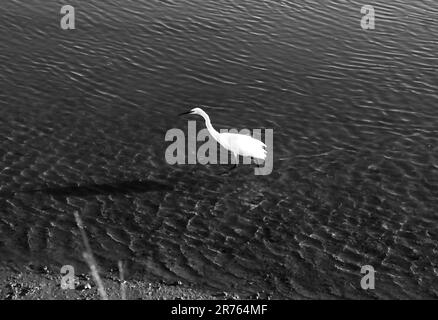 Heron bianco sulle rive del fiume Gilao nella città di Tavira, Portogallo Foto Stock