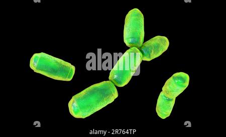 Archaea procariote dell'intestino umano (Methanobrevivacter smithii), illustrazione del calcolatore. Methanobrebacter smithii è il principale intestino umano (intestino) A. Foto Stock
