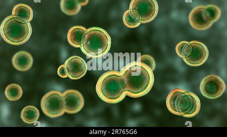 Blastomyces dermatite fungo, forma di lievito, illustrazione del computer. Questo fungo è l'agente eziologico della malattia blastomicosi, che ha una gamma o Foto Stock