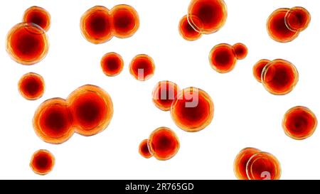 Blastomyces dermatite fungo, forma di lievito, illustrazione del computer. Questo fungo è l'agente eziologico della malattia blastomicosi, che ha una gamma o Foto Stock