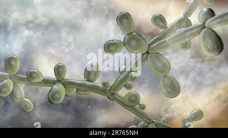 Candida tropicalis lieviti, funghi microscopici che causano infezioni in pazienti immunocompromessi. Illustrazione del computer che mostra pseudohyphae e BLAST Foto Stock