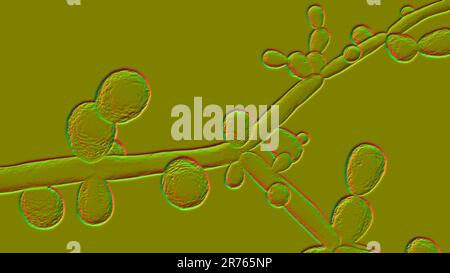 Candida tropicalis lieviti, funghi microscopici che causano infezioni in pazienti immunocompromessi. Illustrazione del computer che mostra pseudohyphae e BLAST Foto Stock