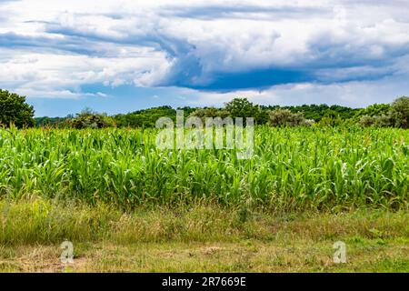 Fotografia su un grande campo di mais a tema per il raccolto biologico, foto che consiste in un grande campo di mais per il raccolto sullo sfondo del cielo, un campo di coltivazione di mais Foto Stock