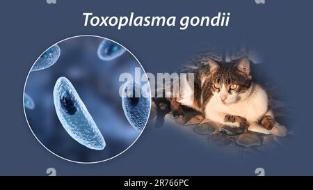 Protozoi parassiti Toxoplasma gondii, l'agente causativo della tossoplasmosi, in fase tachizoite, illustrazione al computer, e fotografia di una via c Foto Stock