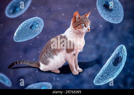 Protozoi parassiti Toxoplasma gondii, l'agente causativo della tossoplasmosi, in fase tachizoite, illustrazione al computer, e fotografia di una via c Foto Stock