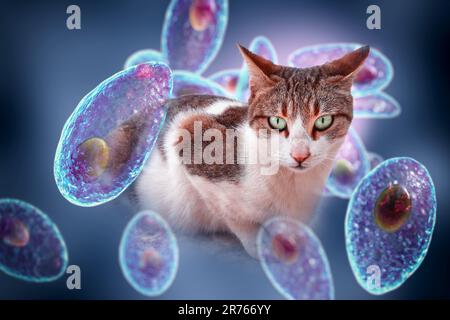 Protozoi parassiti Toxoplasma gondii, l'agente causativo della tossoplasmosi, in fase tachizoite, illustrazione al computer, e fotografia di una via c Foto Stock