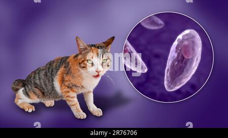 Protozoi parassiti Toxoplasma gondii, l'agente causativo della tossoplasmosi, in fase tachizoite, illustrazione al computer, e fotografia di una via c Foto Stock