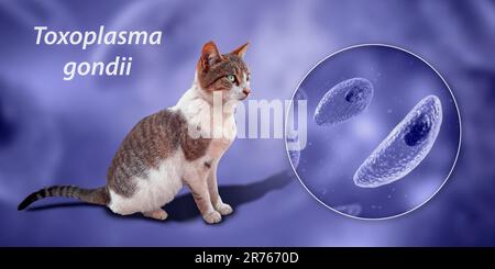 Protozoi parassiti Toxoplasma gondii, l'agente causativo della tossoplasmosi, in fase tachizoite, illustrazione al computer, e fotografia di una via c Foto Stock